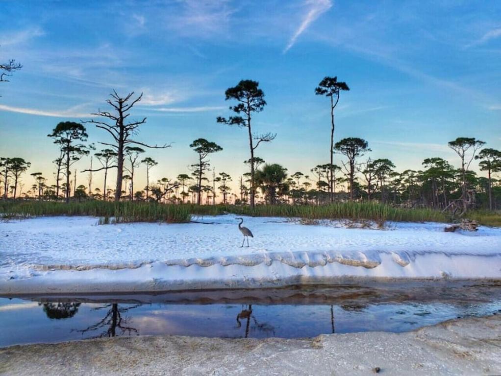 Tortuga Tillys Cape San Blas Bagian luar foto